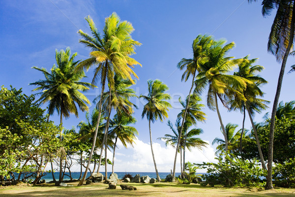 Point arbre nature été Palm plantes [[stock_photo]] © phbcz