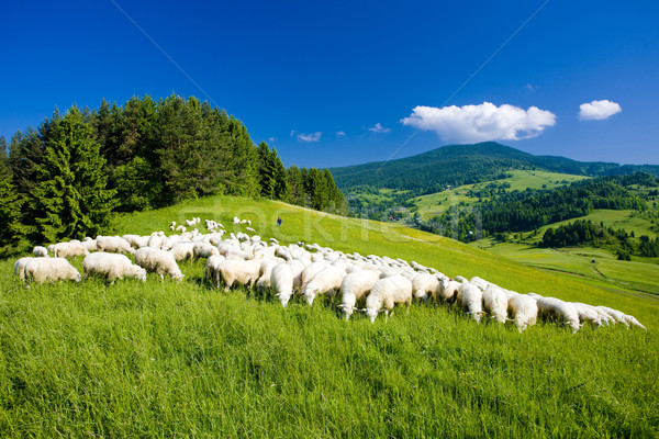 sheep herd, Mala Fatra, Slovakia Stock photo © phbcz