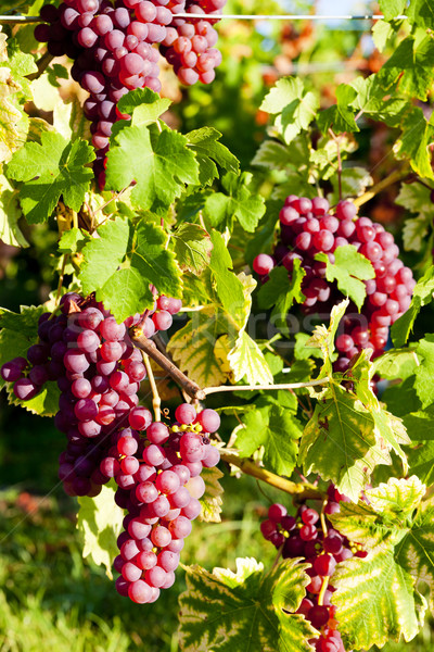Stock fotó: Szőlőtőke · szőlőskert · Franciaország · levél · ősz · szőlő