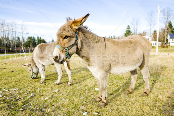 donkeys, Vermont, USA Stock photo © phbcz