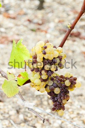 белый винограда регион Франция фрукты осень Сток-фото © phbcz