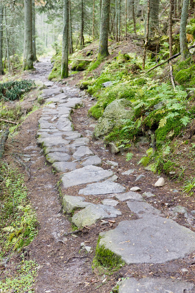 path in Vysoke Tatry (High Tatras), Slovakia Stock photo © phbcz