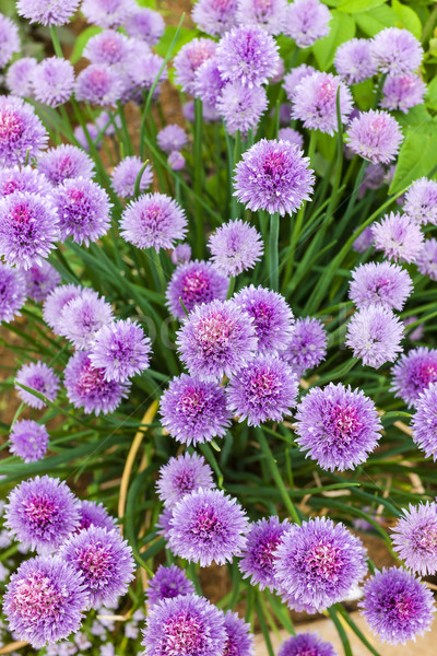 Flori floare natură plantă violet în aer liber Imagine de stoc © phbcz