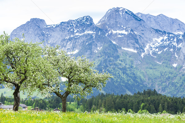 Austrian Alps near Hallstatt, Upper Austria, Austria Stock photo © phbcz