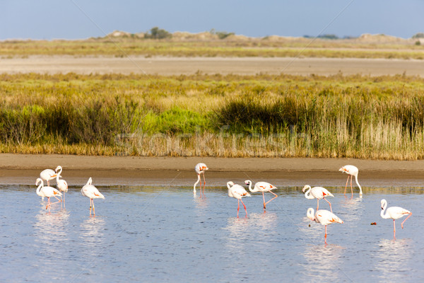 flamingos in Camargue, Provence, France Stock photo © phbcz