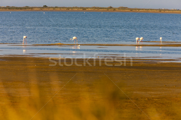 flamingos in Camargue, Provence, France Stock photo © phbcz