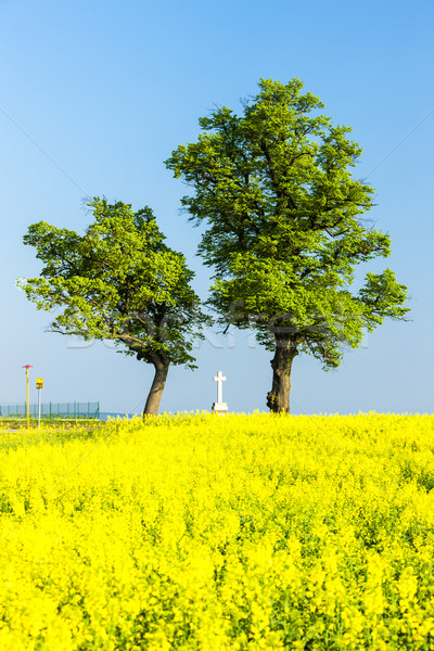 Copaci trece câmp Republica Ceha natură Imagine de stoc © phbcz