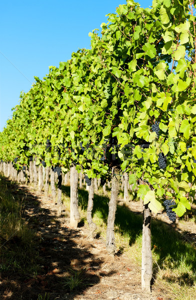 vineyard, Alsace, France Stock photo © phbcz