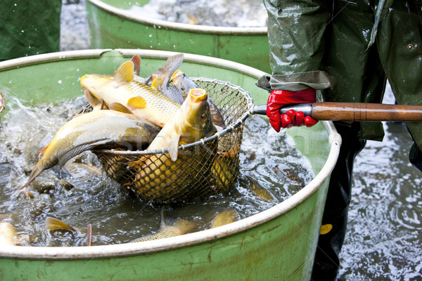 harvesting pond Stock photo © phbcz