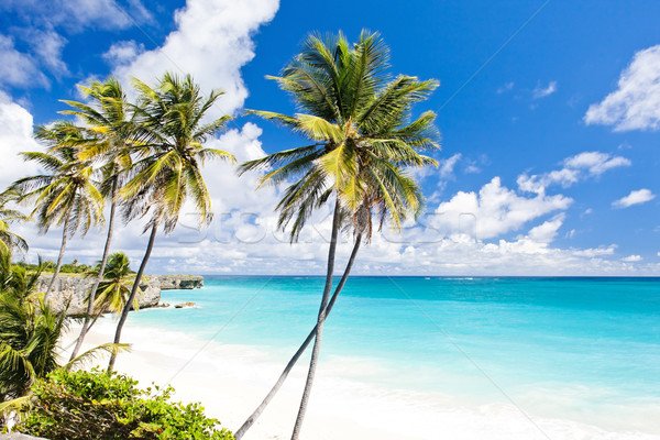 Zdjęcia stock: Dolny · Barbados · Karaibów · drzewo · krajobraz · morza