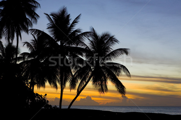 Puesta de sol Caribe mar tortuga playa árbol Foto stock © phbcz
