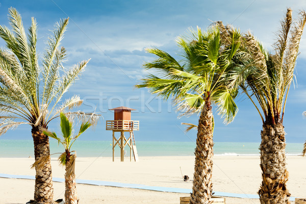 Badmeester cabine strand boom zee palm Stockfoto © phbcz