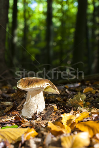 edible mushroom in forest Stock photo © phbcz