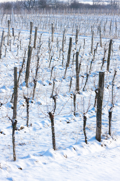 winter vineyard, Southern Moravia, Czech Republic Stock photo © phbcz