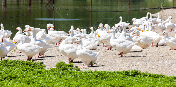 [[stock_photo]]: Oie · ferme · République · tchèque · oiseau · groupe · Europe