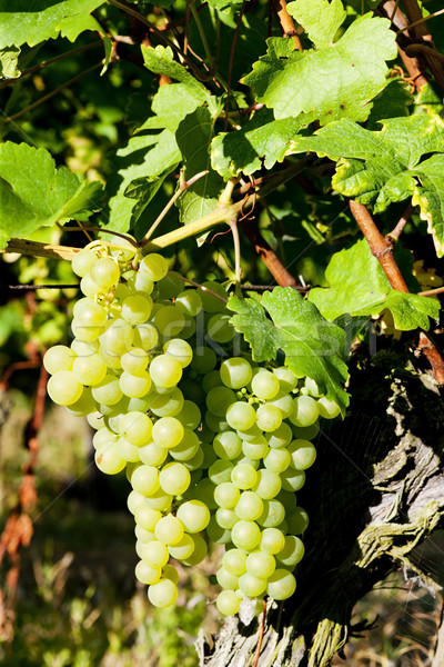 grapevine in vineyard, Alsace, France Stock photo © phbcz