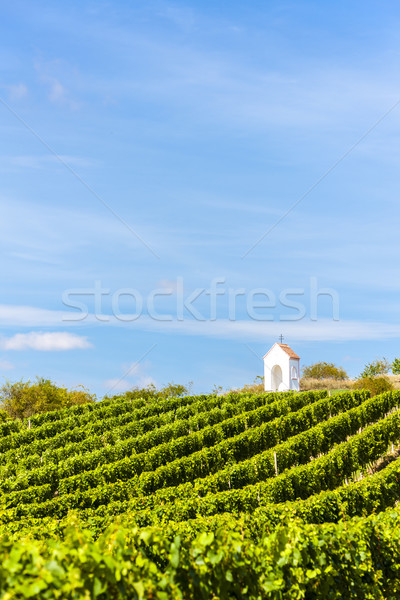 Weinberg südlich Tschechische Republik Gebäude Landschaft Stock foto © phbcz