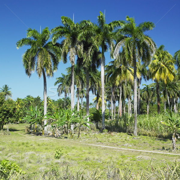 Ağaç palmiye hurma ağacı bitkiler tropikal manzara Stok fotoğraf © phbcz