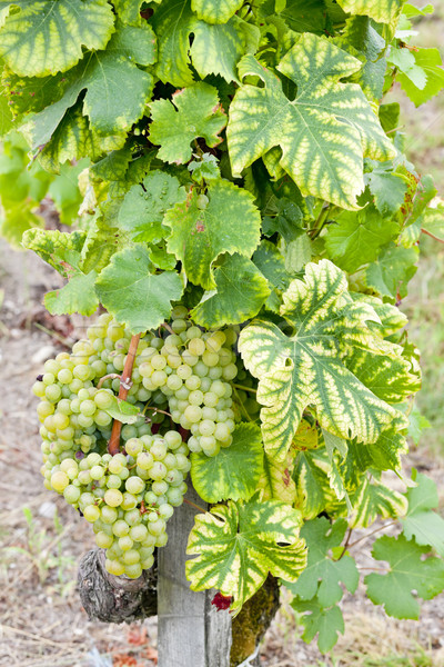 Fehér szőlő régió Franciaország levél zöld Stock fotó © phbcz