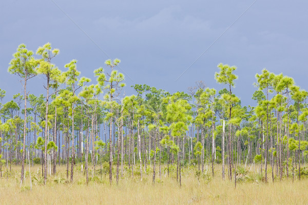 Everglades National Park, Florida, USA Stock photo © phbcz
