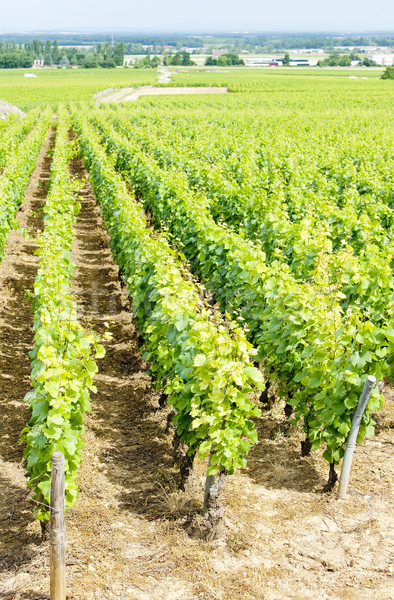 grand cru vineyard near Fixin, Cote de Nuits, Burgundy, France Stock photo © phbcz