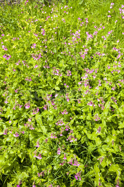 Pradera flor naturaleza fondo verano planta Foto stock © phbcz