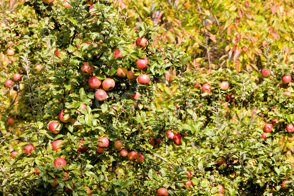 detail of apple tree with red apples Stock photo © phbcz