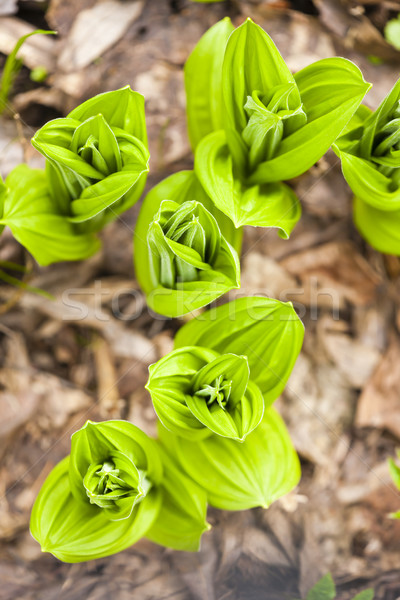 Lelies vallei blad groene natuurlijke buitenshuis Stockfoto © phbcz
