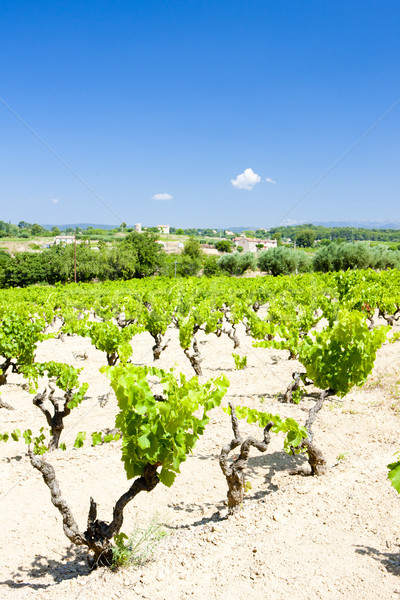 vineyards near Bandol, Provence, France Stock photo © phbcz