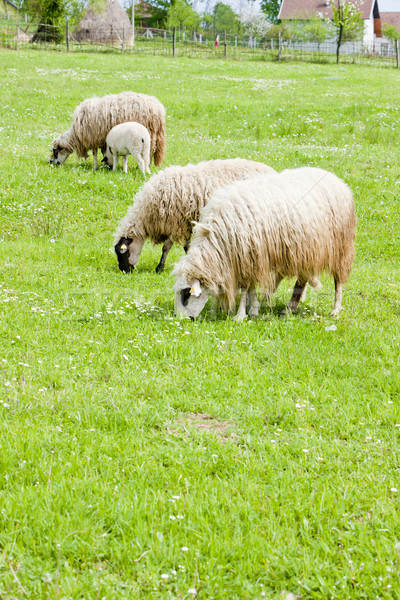 sheep on meadow, Bosnia and Hercegovina Stock photo © phbcz
