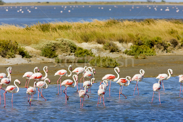 flamingos, Parc Regional de Camargue, Provence, France Stock photo © phbcz