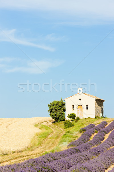 Stock photo: chapel with lavender and grain fields, Plateau de Valensole, Pro