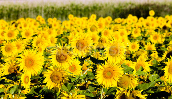 sunflower field, Zamora Province, Castile and Leon, Spain Stock photo © phbcz