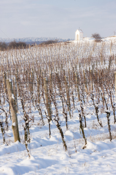 [[stock_photo]]: Hiver · vignoble · sud · République · tchèque · bâtiment · neige