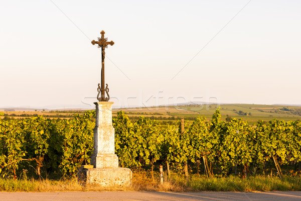 Foto d'archivio: Vigneto · abbassare · Austria · panorama · cross · Europa