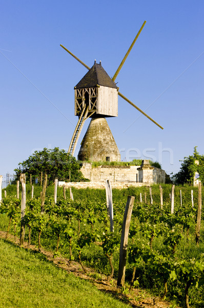 windmill and vineyard near Montsoreau, Pays-de-la-Loire, France Stock photo © phbcz