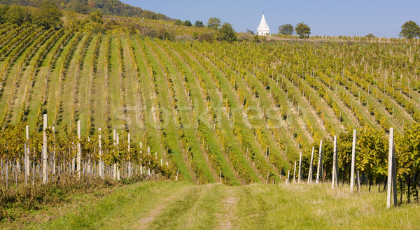 vineyard, Palava, Czech Republic Stock photo © phbcz