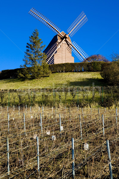 windmill and vineyard near Verzenay, Champagne Region, Burgundy, Stock photo © phbcz