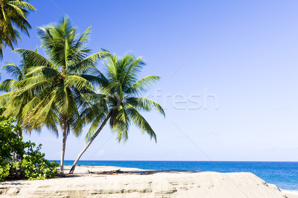 Western coast of Tobago Stock photo © phbcz