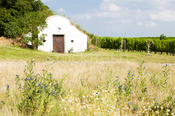 wine cellar with vineyard, Novy Prerov, Czech Republic Stock photo © phbcz