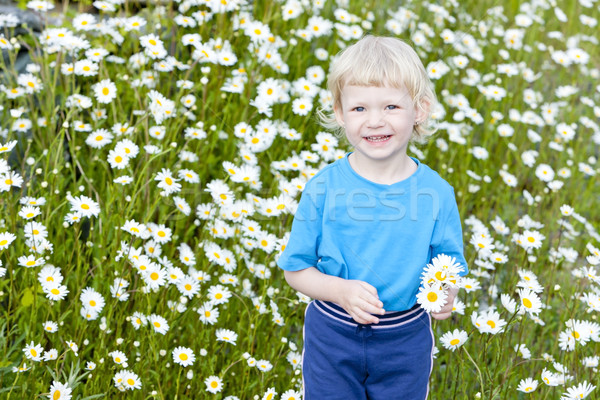 little girl on summer meadow in blossom Stock photo © phbcz