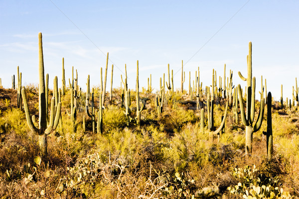 Parku Arizona USA krajobraz pustyni Kaktus Zdjęcia stock © phbcz