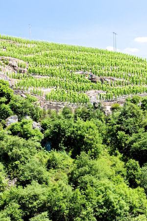 grand cru vineyard, Cote Rotie, Rhone-Alpes, France Stock photo © phbcz