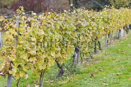 Stock photo: blue grape in Bordeaux Region, Aquitaine, France