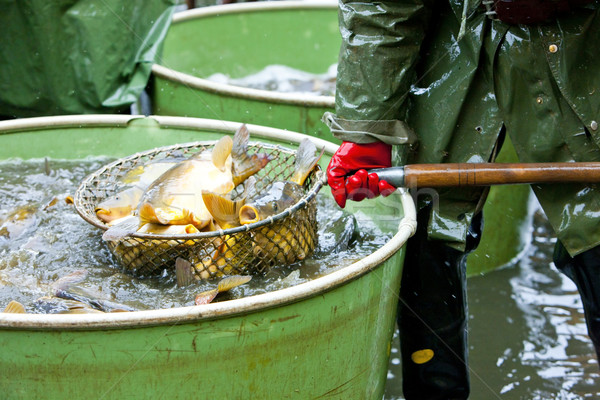 harvesting pond Stock photo © phbcz