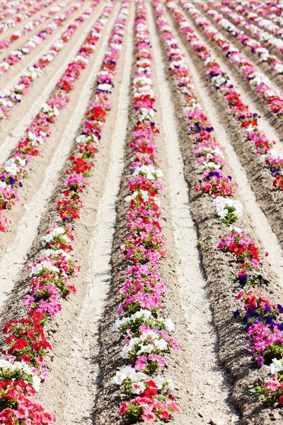 flower field, Provence, France Stock photo © phbcz