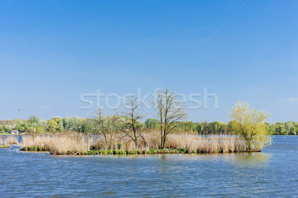 ストックフォト: 池 · チェコ共和国 · ツリー · 自然 · 屋外 · 風光明媚な