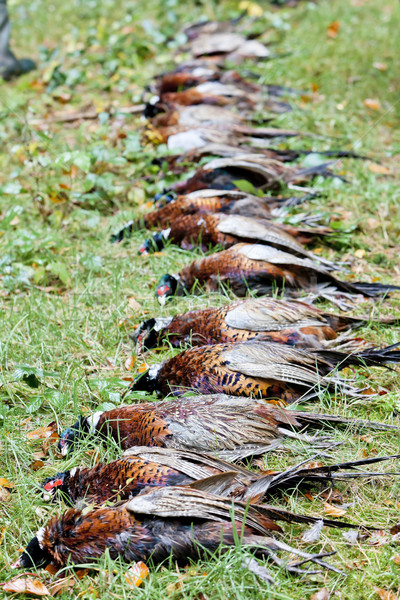 excludes of caught pheasants Stock photo © phbcz