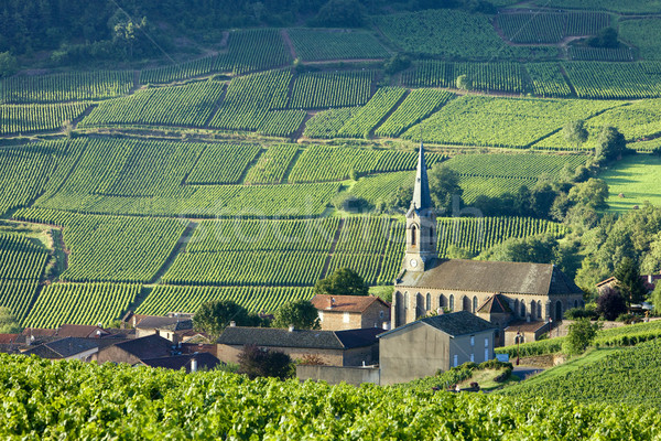 Vergisson with vineyards, Burgundy, France Stock photo © phbcz