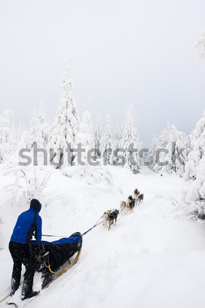 sledge dogging, Sedivacek''s long, Czech Republic Stock photo © phbcz